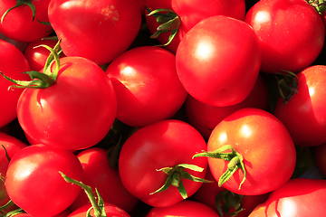 Image showing rich yield of red tomatoes 