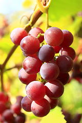 Image showing cluster of ripe grapes