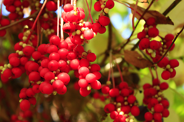 Image showing branch of red ripe schisandra 