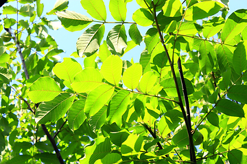 Image showing branch of walnut tree