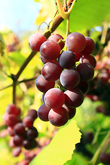 Image showing cluster of ripe grapes