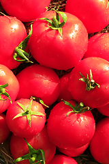 Image showing rich yield of red tomatoes 