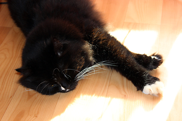 Image showing black cat lying on the floor
