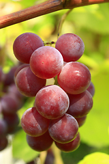 Image showing big cluster of blue grapes