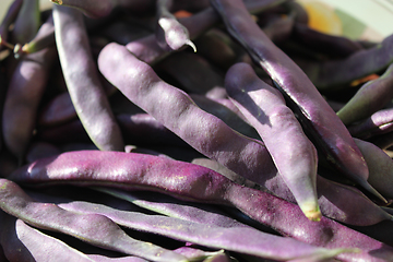 Image showing lilac pods of haricot