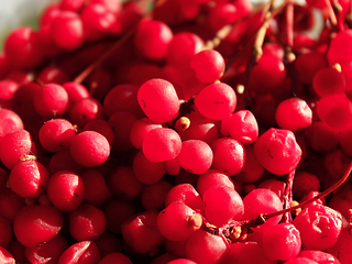 Image showing red ripe schisandra 