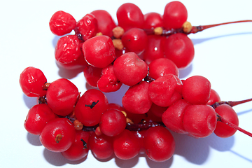 Image showing branch of red ripe schisandra isolated