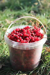 Image showing red ripe schisandra in the bucket