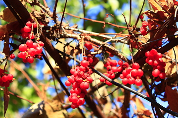 Image showing red ripe schisandra 