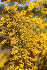 Image showing Goldenrod yellow meadow flowers