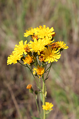 Image showing Crepis yellow flowers