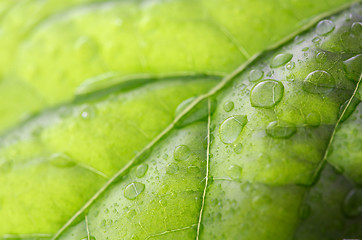 Image showing Droplets on a leaf
