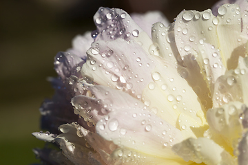 Image showing beautiful white peony