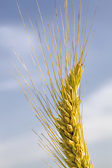 Image showing agricultural field with yellowed wheat