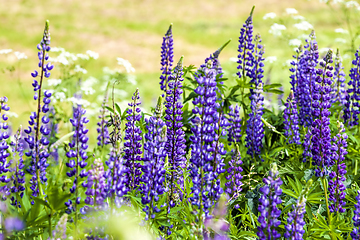 Image showing blue lupine