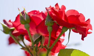 Image showing red Bush roses