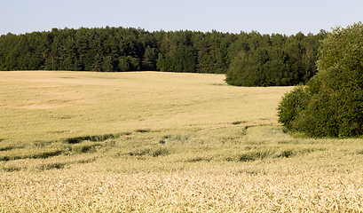 Image showing summer agricultural field