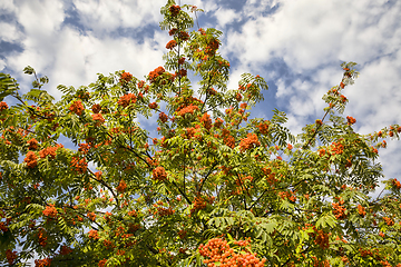 Image showing red Rowan berries
