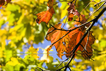 Image showing red maple foliage