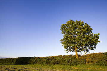 Image showing growing trees