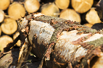 Image showing wood cut down