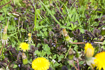 Image showing beautiful yellow dandelions