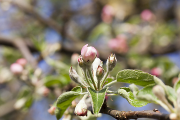 Image showing plants in bloom