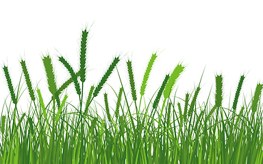 Image showing Wheat Meadow Grass