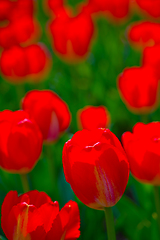 Image showing colorful tulips field