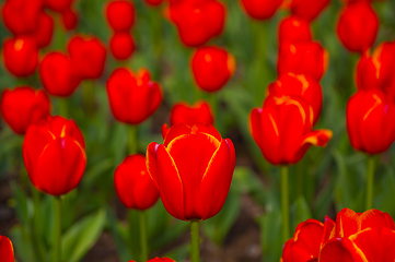 Image showing colorful tulips field