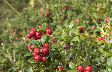 Image showing Lingonberries, lat. Vaccinium vitis idaea