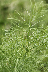 Image showing Fennel