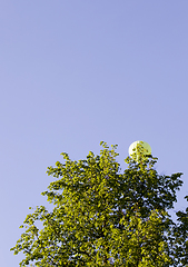 Image showing Flying balloon