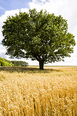 Image showing one oak tree