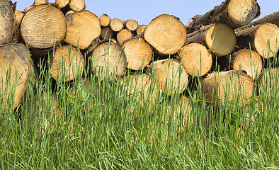 Image showing tree trunks in the forest