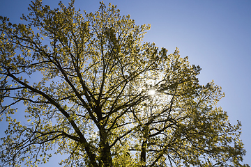 Image showing kinds of trees