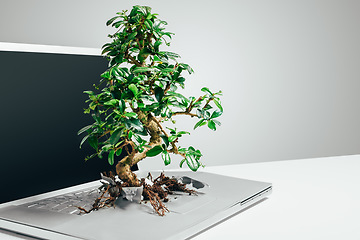 Image showing Eco friendly, bonsai tree growing out from a laptop and against a grey background. Technology environment or leaf growth, sustainable connection and plant grow on pc against a studio backdrop