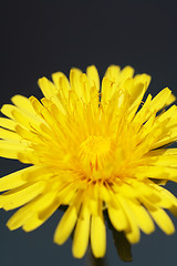 Image showing Common Dandelion