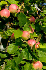 Image showing Appletree