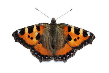 Image showing Small Tortoiseshell butterfly