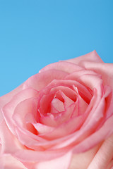 Image showing Pink rose