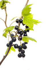 Image showing Black currant