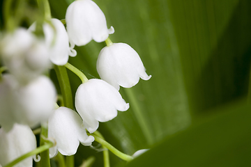 Image showing Lily of the valley flowers