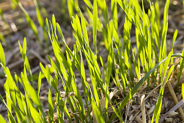 Image showing the young green wheat