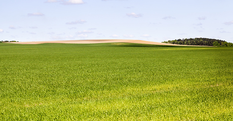 Image showing a new crop of grass