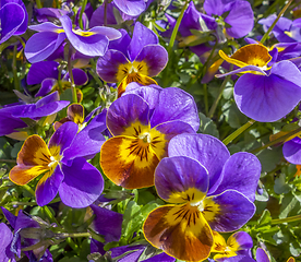 Image showing pansy flowers closeup