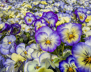 Image showing pansy flowers closeup