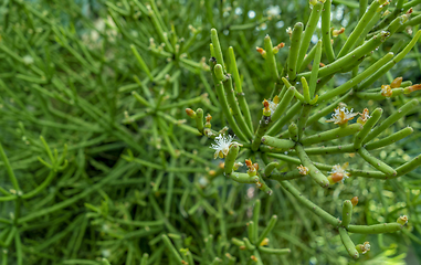 Image showing green succulent leaves closeup