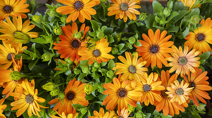 Image showing chrysanthemums in sunny ambiance