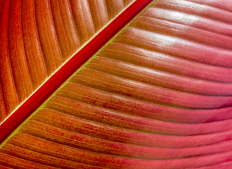 Image showing red leaf closeup